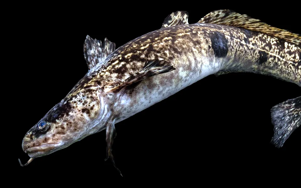 Photograph of a Burbot