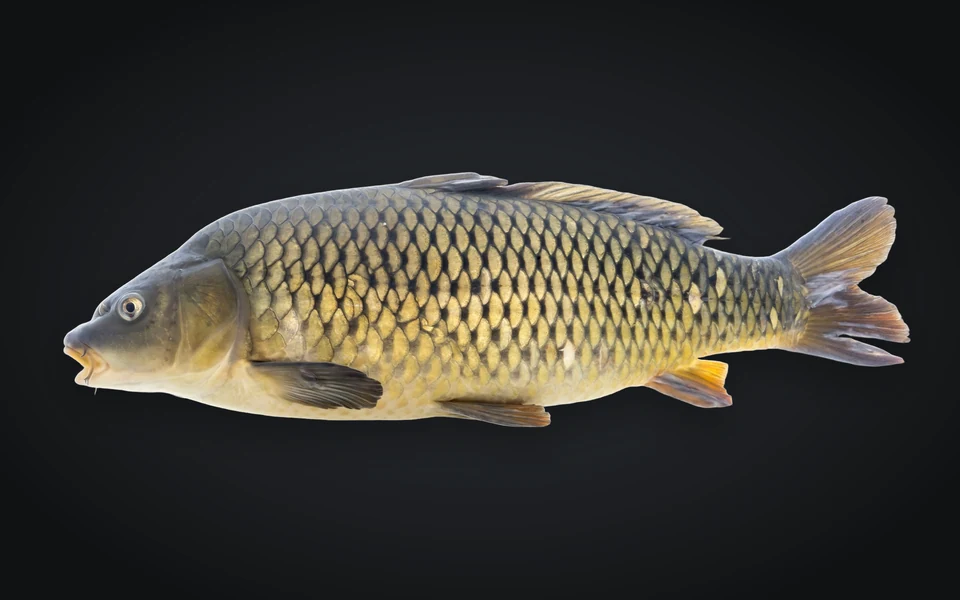 Photograph of a Common carp