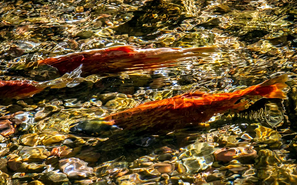 Photograph of a Kokanee