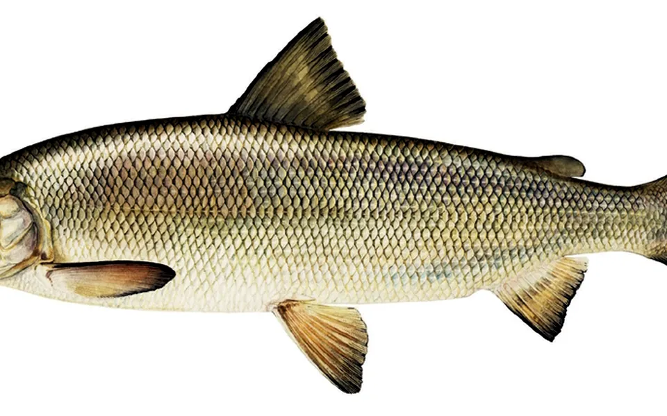 Illustration of a Lake whitefish
