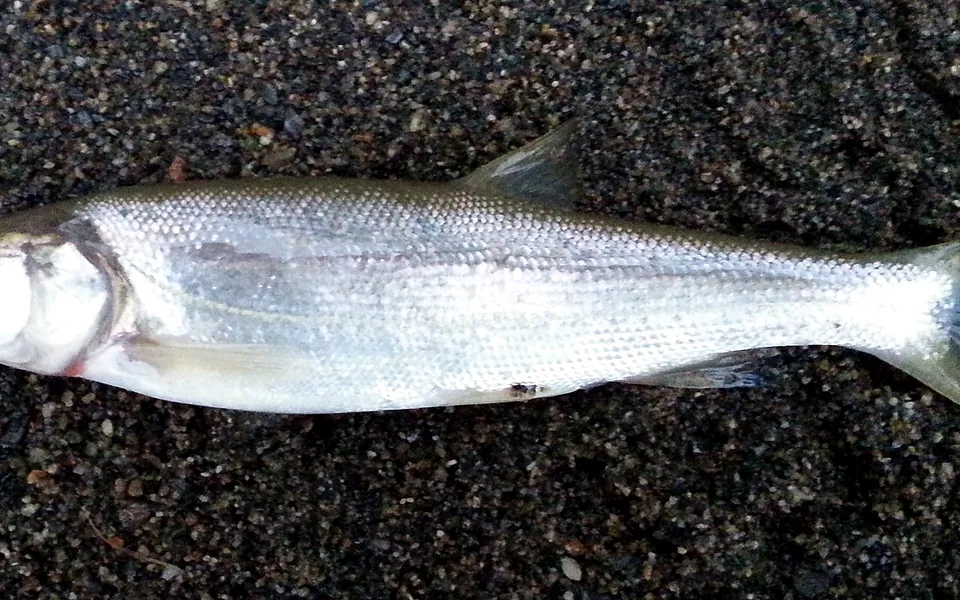 Photograph of a Northern pikeminnow