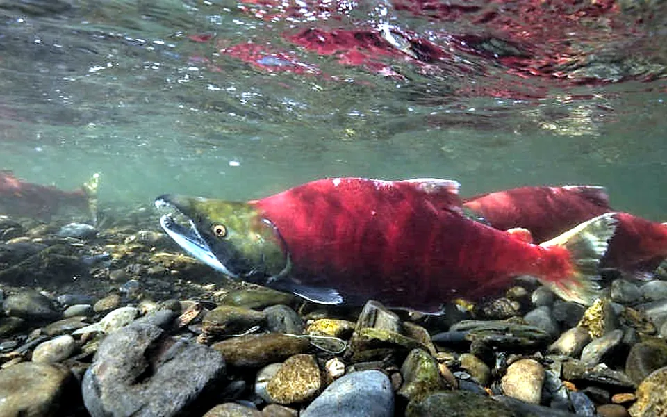 Photograph of a Sockeye salmon